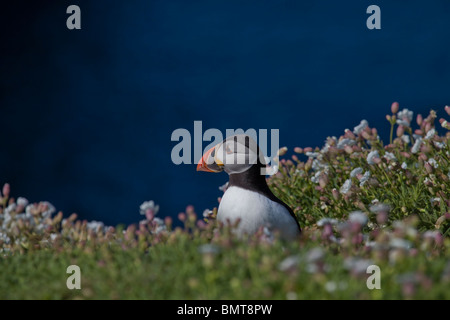 Puffin sull isola Skomer Pembrokeshire, Galles circondata dal mare campion i fiori Foto Stock