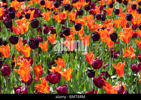 Intensamente display colorato di tulipani compresi Tulipa "Regina della Notte' Foto Stock