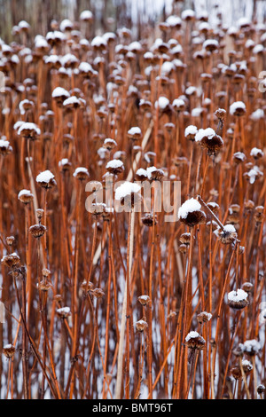 Teste di seme di Monarda Vista Giardino Scarlet ricoperta di neve Foto Stock