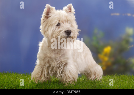 West Highland White Terrier, 12 anni / Westie Foto Stock