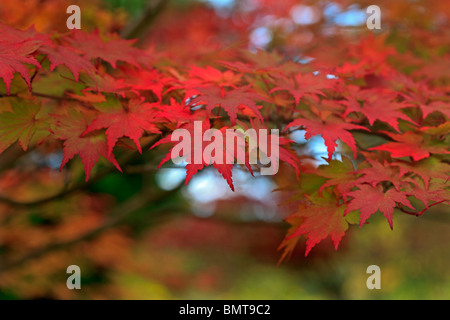 Acer 'sieboldianum' - Siebold's Maple Foto Stock