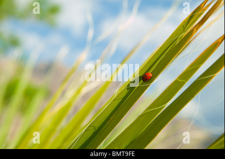 Una coccinella posatoi immobile su una foglia di Yucca. Stato Anza-Berrego Park, California, Stati Uniti d'America. Foto Stock