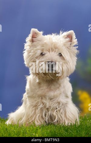 West Highland White Terrier, 12 anni / Westie Foto Stock