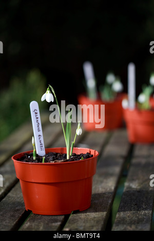 Pentole di bucaneve - Galanthus elwesii Foto Stock