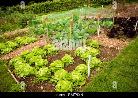 Cavolo nero " Golden Acre' crescere sotto il netting in orto a Painswick Giardino rococò in Cotswolds Foto Stock