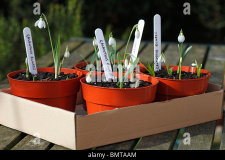 Pentole di bucaneve - Galanthus elwesii Foto Stock