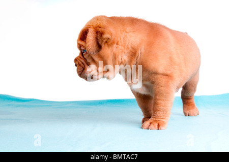 Cucciolo neonato vagabondaggio che la strada da percorrere Foto Stock