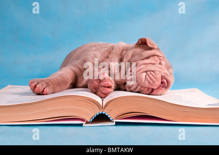 Little Cutie si è addormentato mentre la lettura di un libro Foto Stock