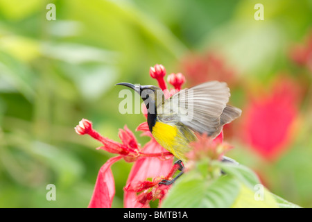 Backup di oliva Sunbird Cinnyris jugularis sulla testa di fiori, Sabah Borneo Malese. Foto Stock