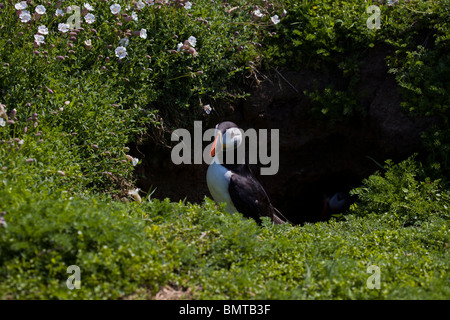 Emergenti dei puffini fro le sue tane di nesting Foto Stock