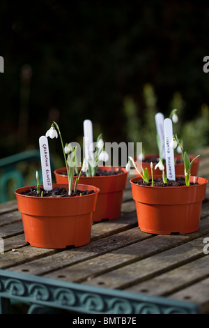 Pentole di bucaneve - Galanthus elwesii Foto Stock