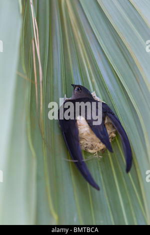 Asian Palm Swift Cypsiurus balasiensis sul nido sotto il palm tree leaf, Sabah Borneo Malese. Foto Stock