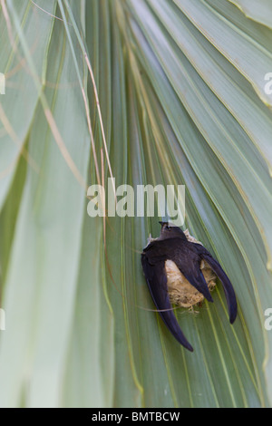 Asian Palm Swift Cypsiurus balasiensis sul nido sotto il palm tree leaf, Sabah Borneo Malese. Foto Stock