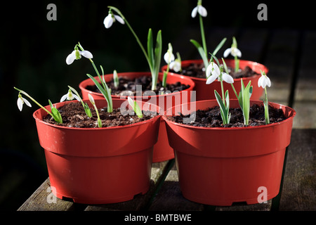 Pentole di bucaneve - Galanthus elwesii Foto Stock