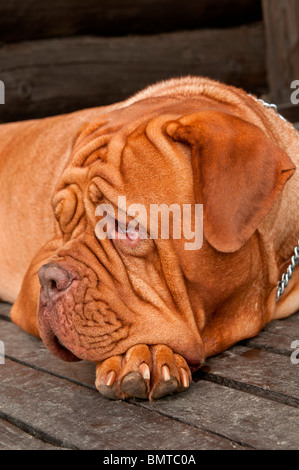 Triste e solitario in attesa del cane per il suo master Foto Stock