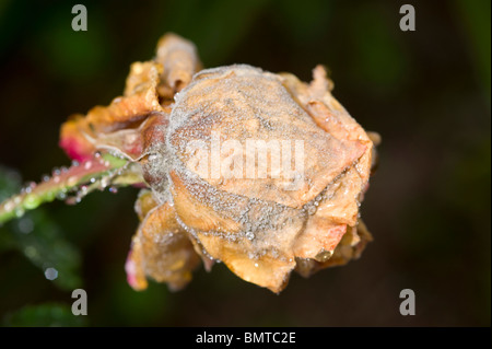 La muffa grigia fungo su bocciolo di rosa Foto Stock