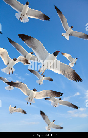 Un gregge di nero comune intitolata gabbiani, Chroicocephalus Ridibundus, gabbiani, volare su una spiaggia in un cielo blu chiaro Foto Stock