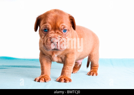 Nuovo adorabile cucciolo nato nel tentativo di rimanere sulle sue zampe Foto Stock