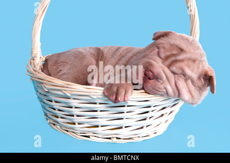 Piccolo cucciolo dorme dolcemente in un cestello Foto Stock