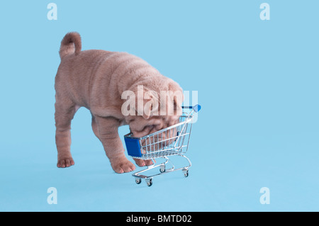 Grazioso cucciolo di Dogue de Bordeaux andrà shoping Foto Stock