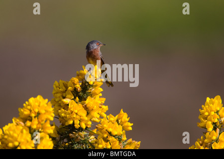 Dartford trillo, Sylvia undata, Suffolk REGNO UNITO Foto Stock