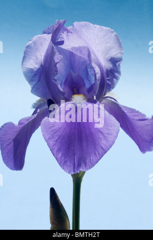 La bandiera Blu Iris barbuto su sfondo blu Foto Stock