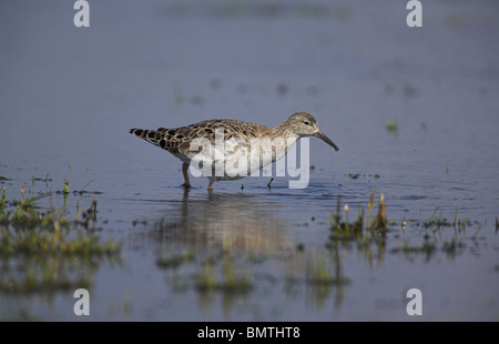 Ruff Philomachus pugnax rovistando femmina a Tealham Moor, Somerset nel mese di marzo. Foto Stock