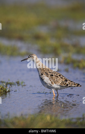 Ruff Philomachus pugnax rovistando femmina a Tealham Moor, Somerset nel mese di marzo. Foto Stock