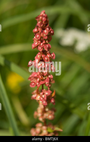 Pecore di acetosella, Rumex acetosella, della Britannia. Francia, Europa Foto Stock