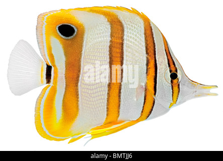 Copperbanded pesci farfalla isolato in uno sfondo bianco. (Chelmon Rostratus) Foto Stock