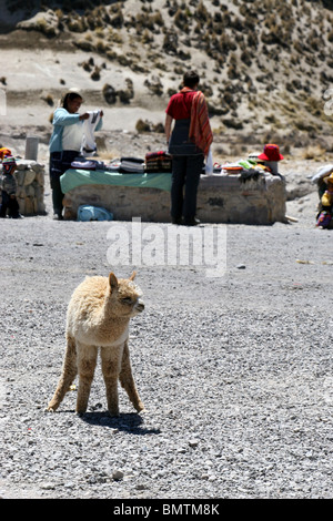 Alpaca in un piccolo mercato sulla strada per il Canyon del Colca nei pressi di Arequipa, Perù, Sud America. Foto Stock