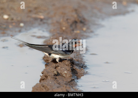 Swallow, Hirundo rustica, singolo uccello raccolta di fango, Bulgaria, Maggio 2010 Foto Stock