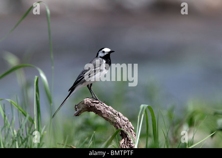 White wagtail, Motacilla alba, singolo uccello appollaiato sul ramo, Bulgaria, Maggio 2010 Foto Stock