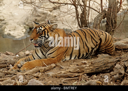 Tiger seduta vicino ad un foro di acqua in Ranthambhore National Park, India Foto Stock