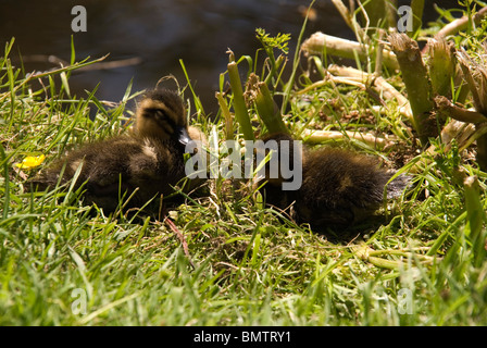 Mallard anatroccolo dormire sul lungolago a Canonteign Falls Chudleigh Devon Foto Stock