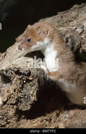 La donnola (Mustela nivalis). Emergente dal foro alla base di un albero. Norfolk. East Anglia. In Inghilterra. Foto Stock