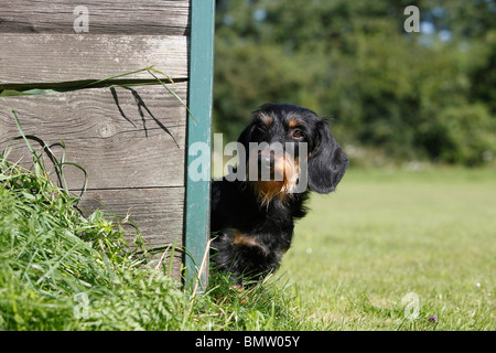 Wire-haired bassotto, Filo-dai capelli del cane di salsiccia, cane domestico (Canis lupus f. familiaris), femmina in un meadoe wooking fuori da b Foto Stock