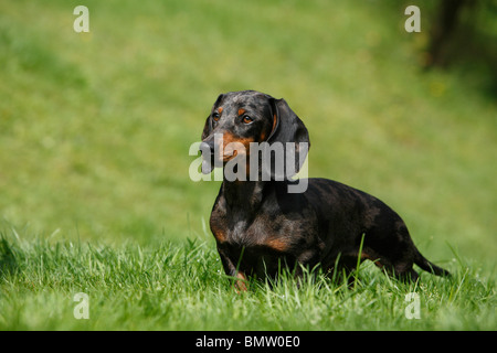 A pelo corto Bassotto a pelo corto salsiccia cane, cane domestico (Canis lupus f. familiaris), il rosso e il nero di singoli in un meado Foto Stock