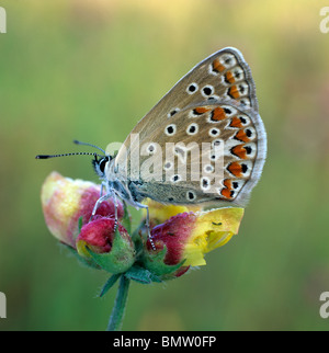 Chalkhill blu (Polyommatus coridon), a farfalla sui fiori. Foto Stock