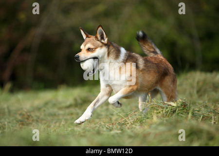 Norwegian Lundehund (Canis lupus f. familiaris), in esecuzione attraverso un prato con una palla nella sua bocca, Germania Foto Stock