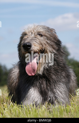 Irish Wolfhound (Canis lupus f. familiaris), giacente in un prato Foto Stock