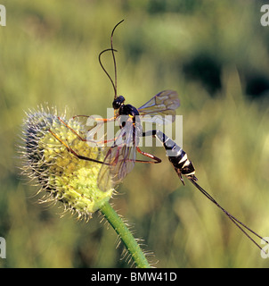 Giant Ichneumon Wasp, Sabre Wasp (Rhyssa persuasoria), adulto. Foto Stock