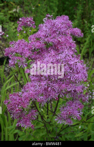 Pinky viola Fluffy Fiore di prato-rue Thalictrum "calze nero' presi a Ness Giardini Botanici, Wirral, Regno Unito Foto Stock