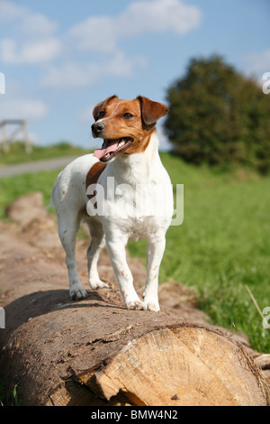 Jack Russell Terrier (Canis lupus f. familiaris), in piedi su un tronco di albero, Germania Foto Stock