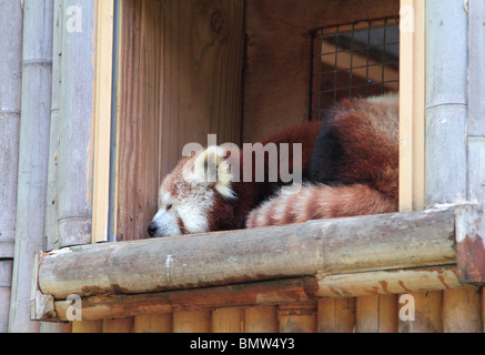 Il panda rosso Ailurus fulgens o shining cat. Foto Stock