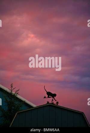 Carino gatto o gattino che gioca con un mouse weathervane o vento paletta, giardino silhouette colorata al tramonto o alba in New Jersey, Stati Uniti, Stati Uniti Foto Stock