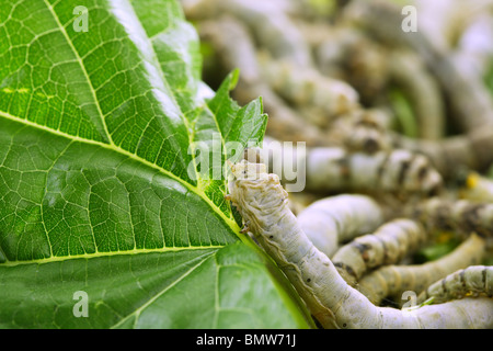 Bachi da seta mangiano foglie di gelso closeup natura bachi da seta Foto Stock