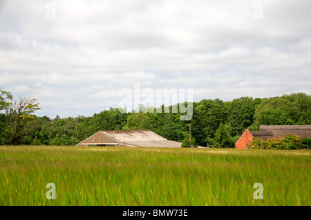 Una maturazione di orzo raccolto che viene soffiata dal vento con uno sfondo di edifici agricoli in Norfolk, Inghilterra, Regno Unito. Foto Stock