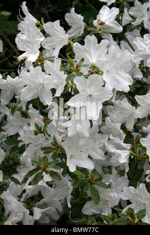 Bianco fiori di azalea con Giallo Splash prese a Ness Botanic Gardens, Wirral, Regno Unito Foto Stock