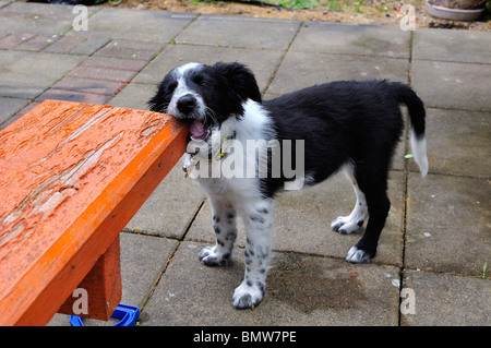 Cucciolo di cane masticare mobili da giardino Foto Stock